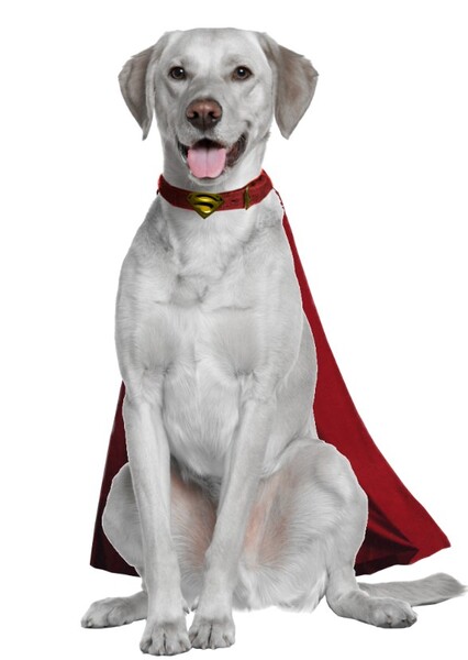 Krypto the Superdog photo