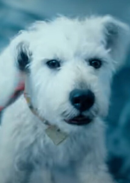 Krypto (DC) photo