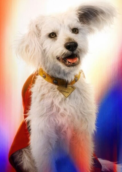 Krypto (DC) photo