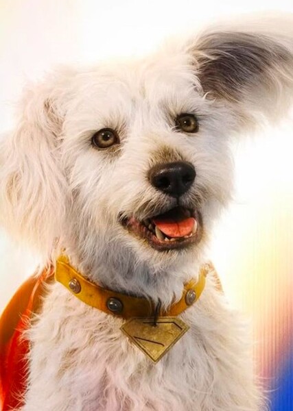 Krypto (DC) photo