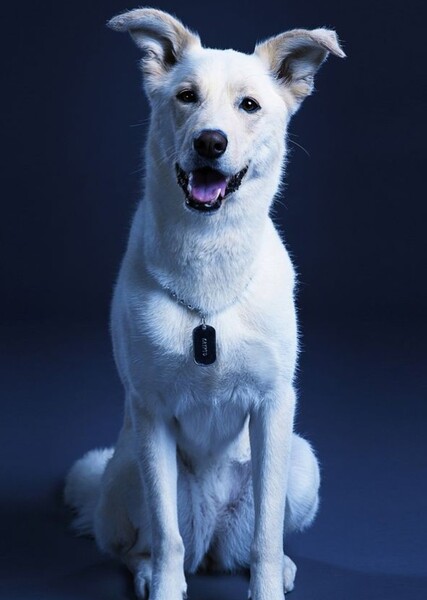 Krypto