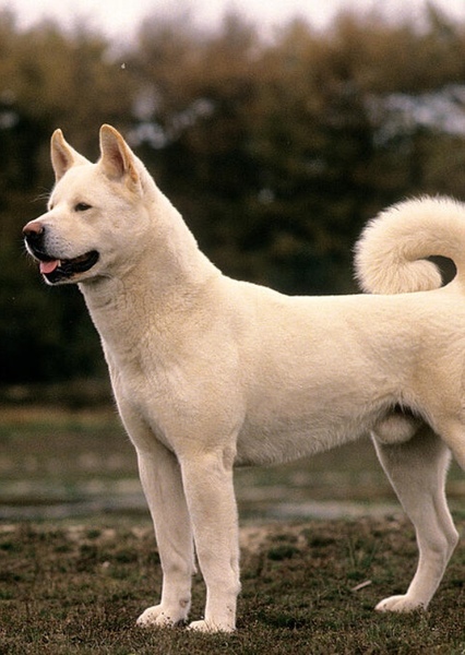 Krypto the Superdog photo