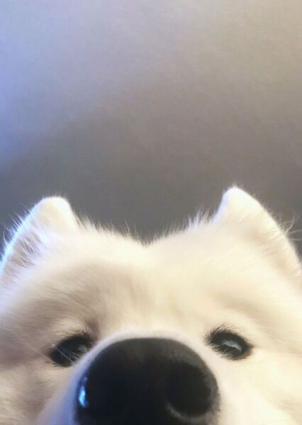 Krypto the Superdog photo