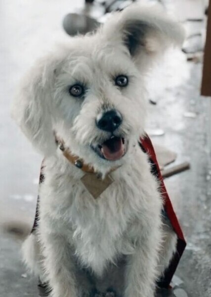 Krypto the Superdog photo
