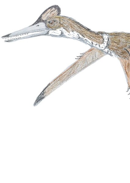 Kryptodrakon