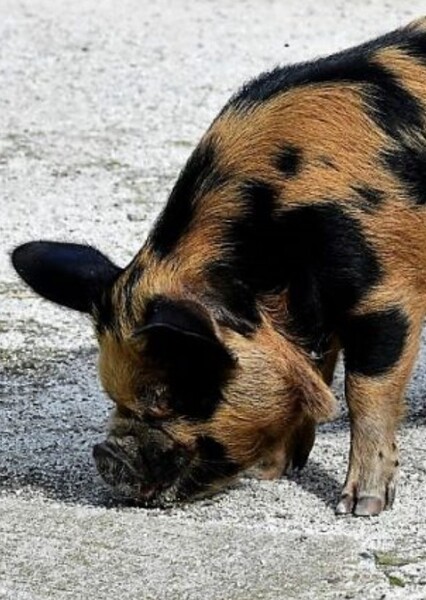 Kunekune Pig