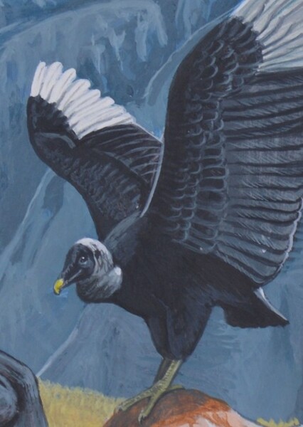 La Brea Black Vulture