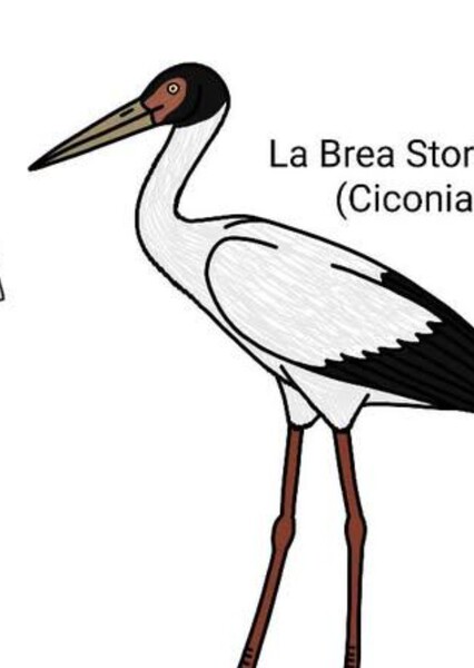 La Brea Stork photo