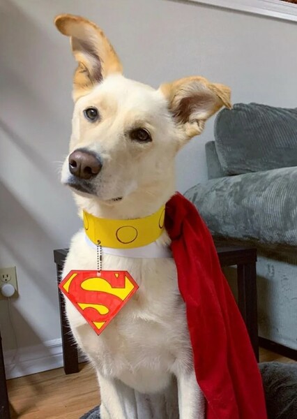 Labrador Retriever photo