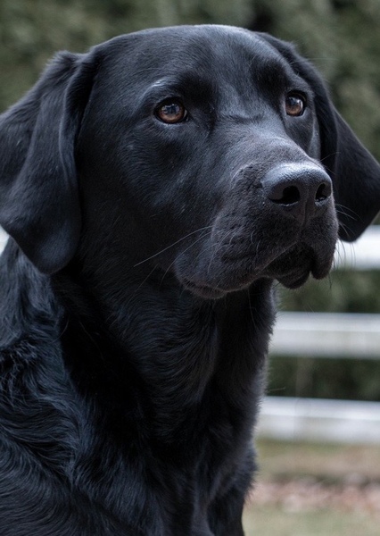 Labrador Retriever photo