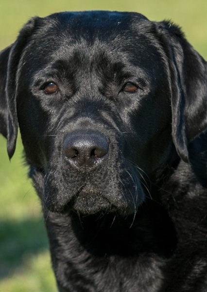 Labrador Retriever photo