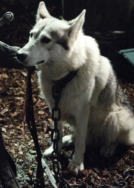 Lady (Game of Thrones)