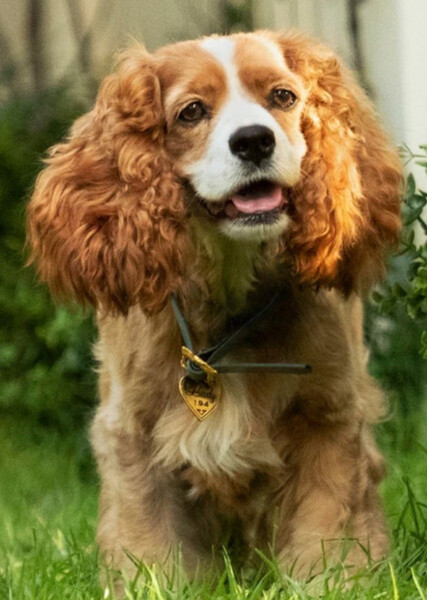 Lady (Lady and the Tramp) photo