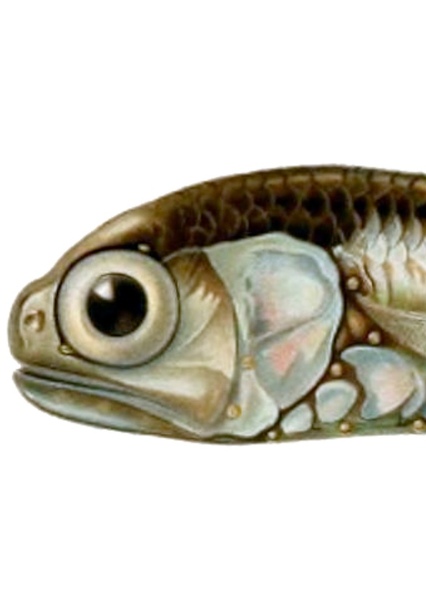 Lanternfish