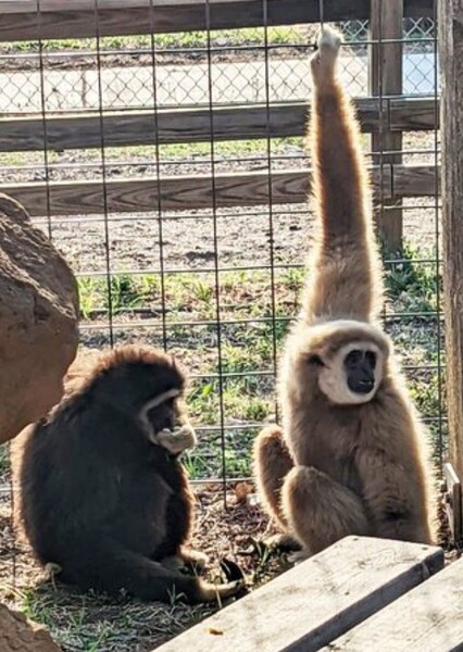 Lar Gibbon photo