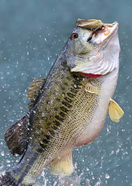 Largemouth Bass