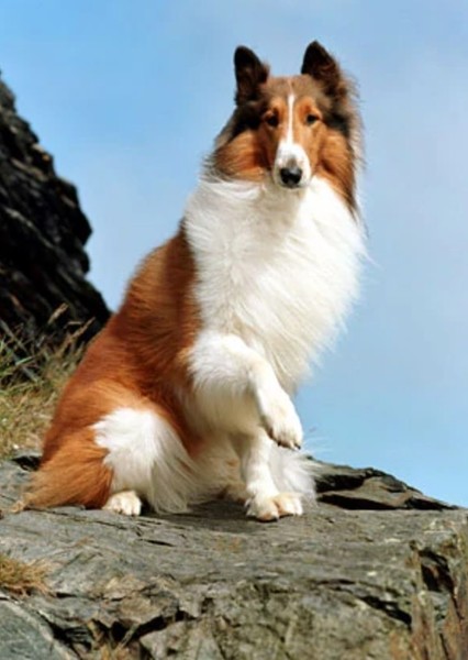 Lassie photo