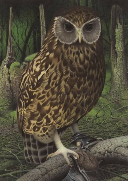 Laughing Owl photo