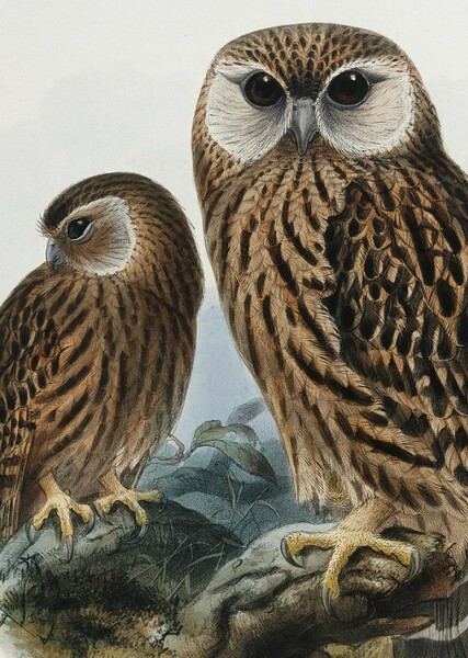 Laughing Owl photo