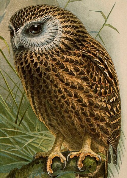 Laughing Owl photo