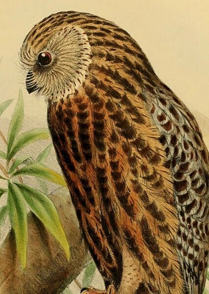 Laughing Owl photo