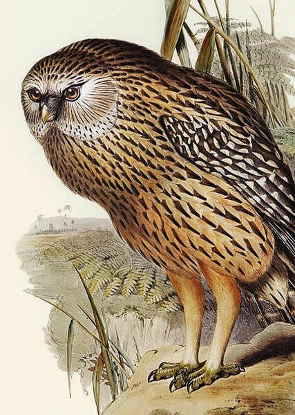 Laughing Owl photo