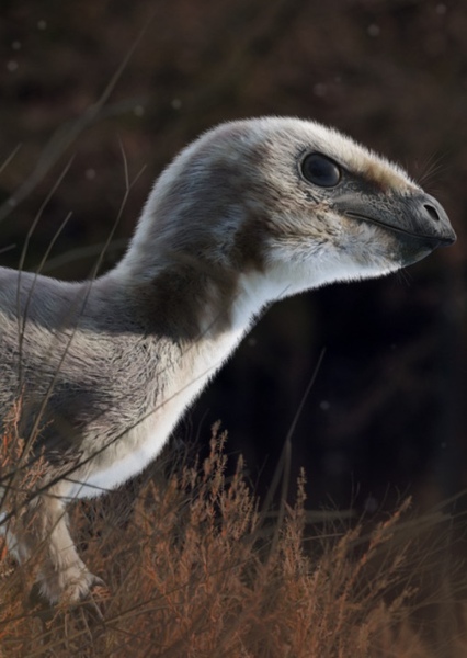 Leaellynasaura photo