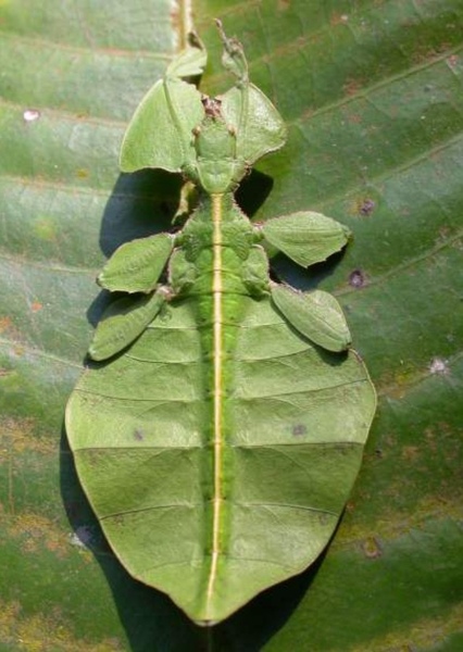 Leaf Insect