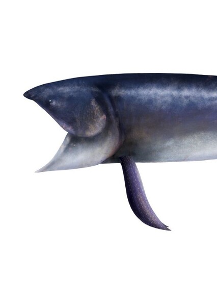 Leedsichthys photo