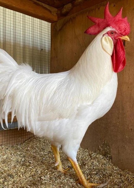 Leghorn Chicken