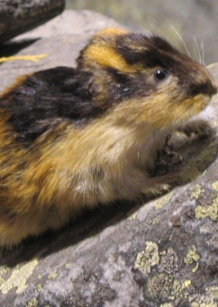 Lemming