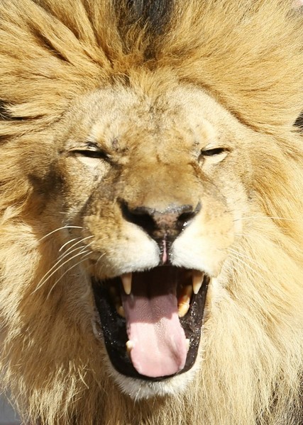 Leo the Lion photo