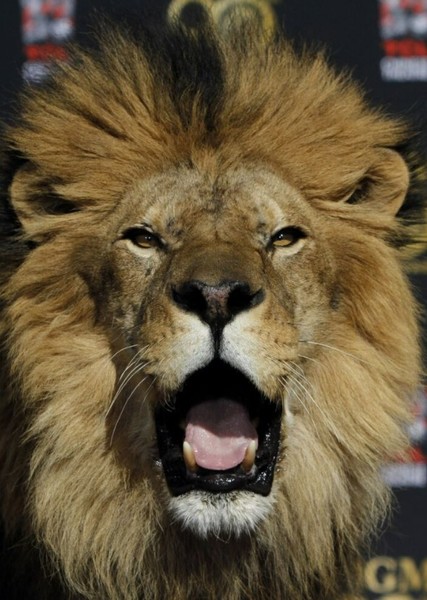Leo the Lion photo