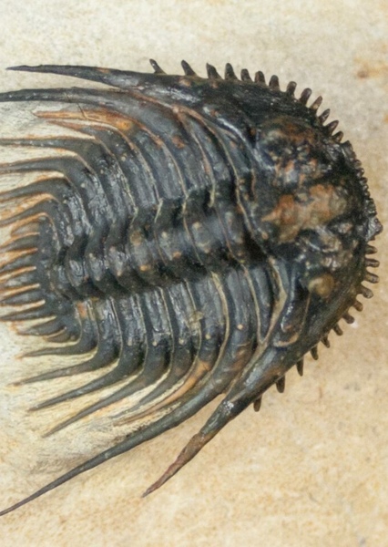 Leonaspis