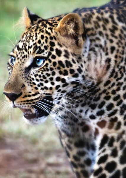Leopard photo