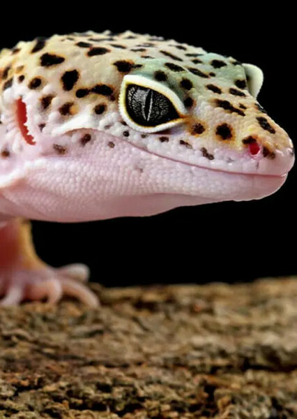 Leopard Gecko