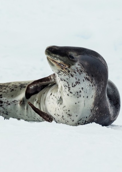 Leopard seal photo