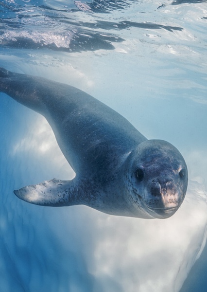 Leopard seal photo