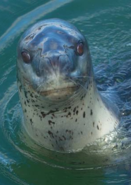 Leopard seal photo