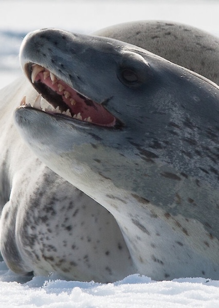 Leopard seal photo