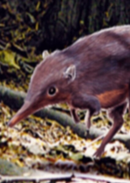 Leptictidium photo