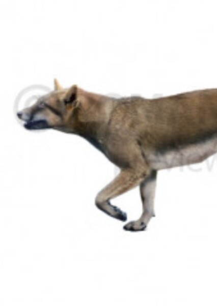 Leptocyon
