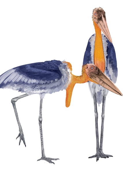 Leptoptilos robustus photo