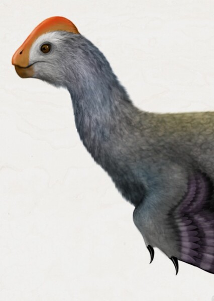 Leptorhynchos