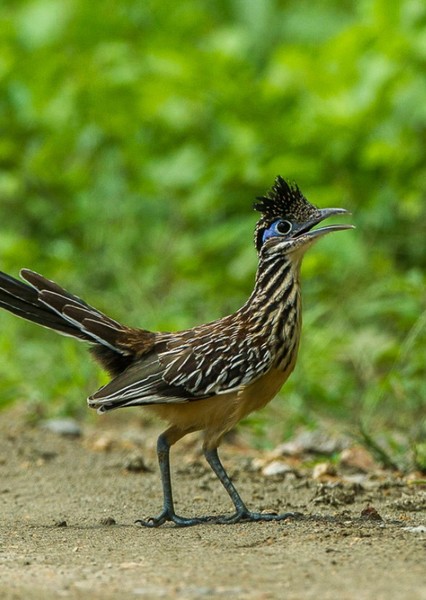 Lesser roadrunner