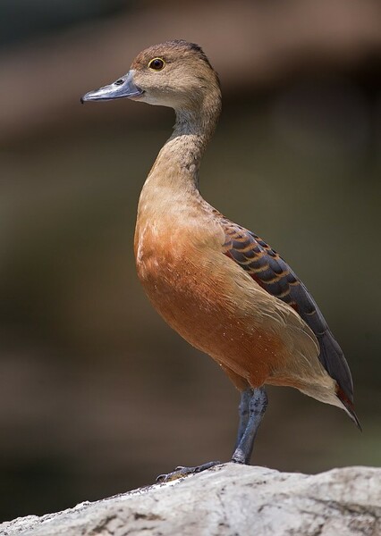 Lesser whistling duck