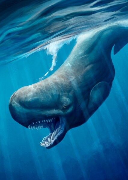 Leviathan melvillei photo