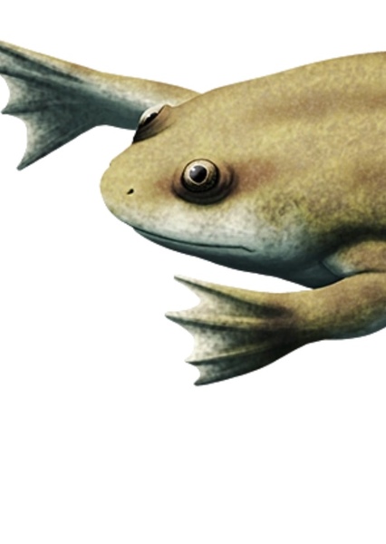 Liaobatrachus