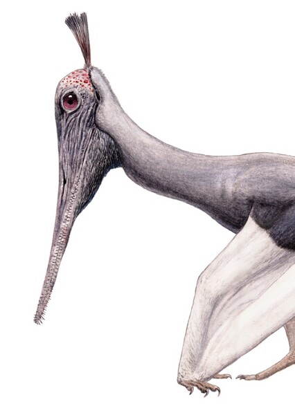 Liaodactylus