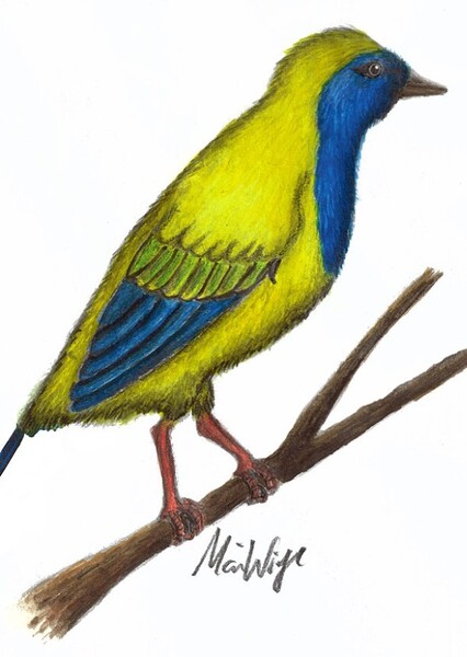 Liaoxiornis
